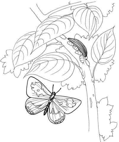 Butterfly Is Flying To The Tree Coloring Page